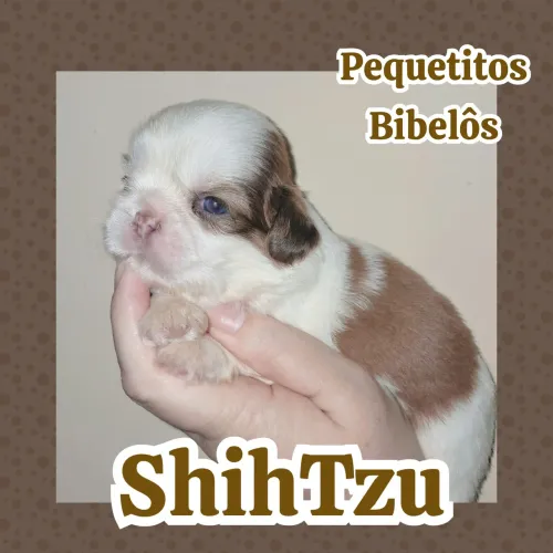 ShihTzu micrinho figado perfeição