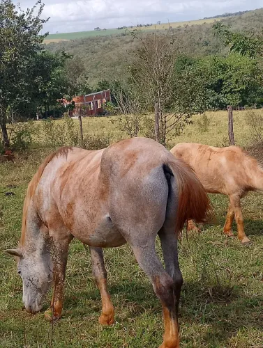 Cavalo meio sangue Qm