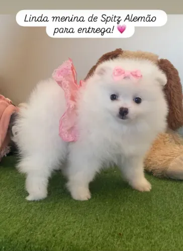 Spitz alemão disponíveis