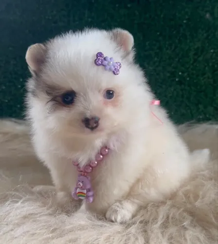 Lulu da Pomerânia anão 
