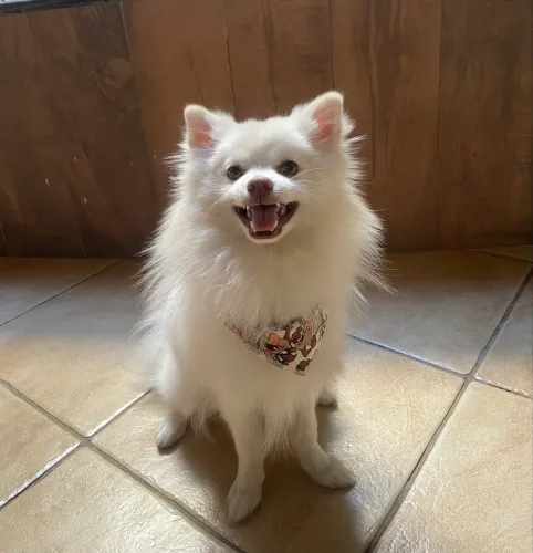 Cachorro Spitz Alemão para adoção responsável/venda 