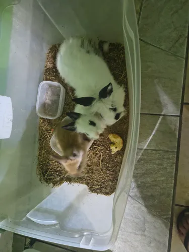 Coelhos leia a descrição