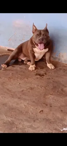 América bully disponível para cobertura pego em filhotes ou dinheiro pedigree Abbr 