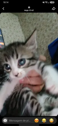 gatinha kiara, 1 mes