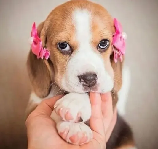 Filhotes de Beagle | Companhia perfeita para dias felizes.