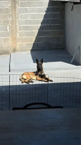 Pastor belga Malinois 