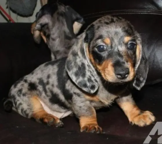 Basset Dachshund Filhotes Alerquins Beleza Natural.