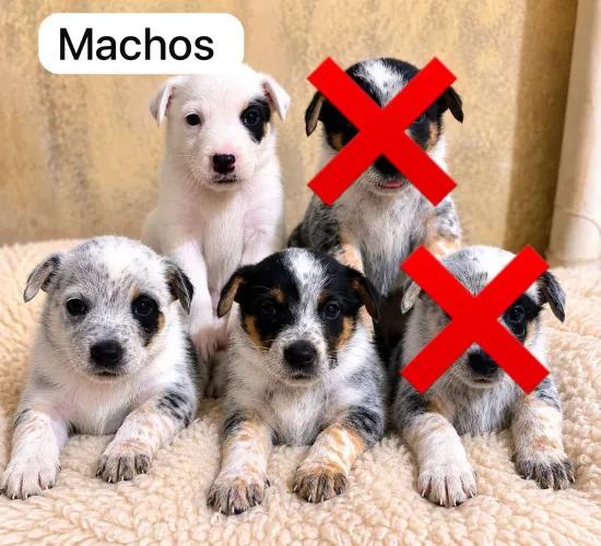 Vende-se filhotes de Blue heeler