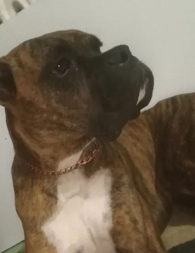  Não  está a venda Cachorro Boxer macho para arrumar femea da mesma raça para ter filhotes