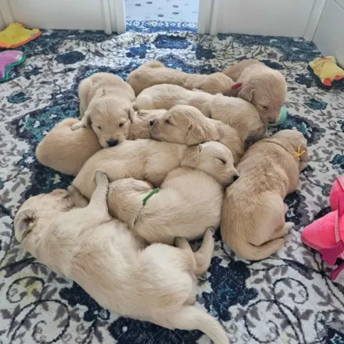 Filhotes de Golden retriever | Um pet carismático e cheio de afeto.