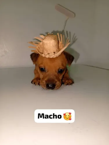 Doação macho 