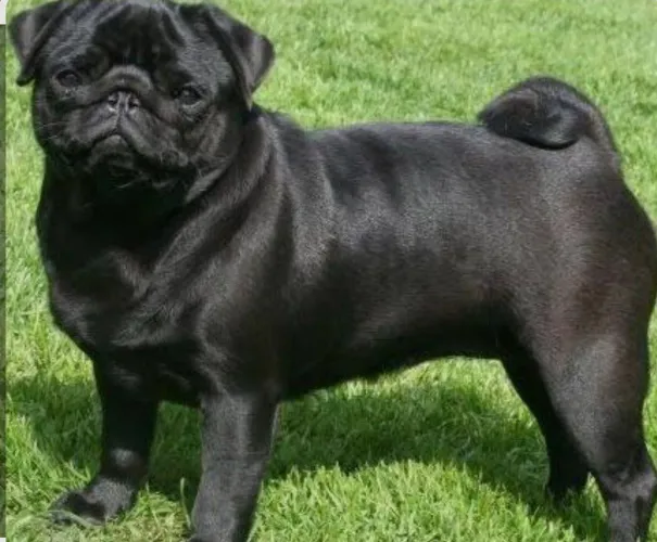 Vende-se Pug Blek adulta femia, valor 2.000 dócil, saudável, vacinada, vermifugada meiga.