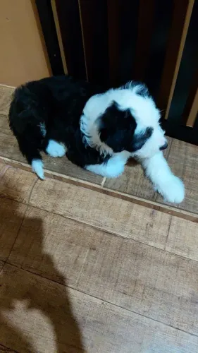 Machinho