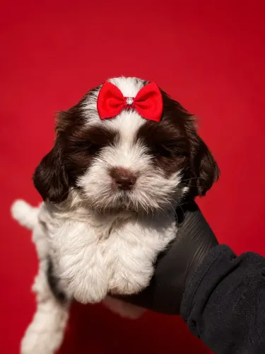 Lhasa Apso fêmea disponível 