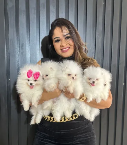 SPITZ ALEMÃO ANÃO 10% DE DESCONTO!!