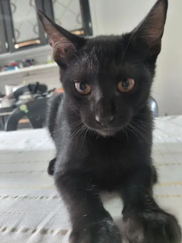 Doação de gatinhos