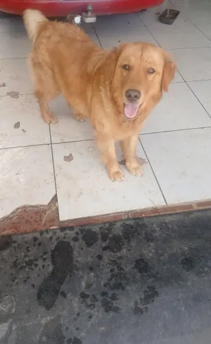 Vendendo cachorro golden retriver