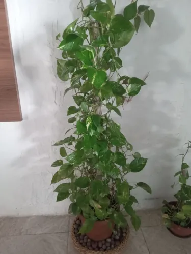 Planta Jiboia