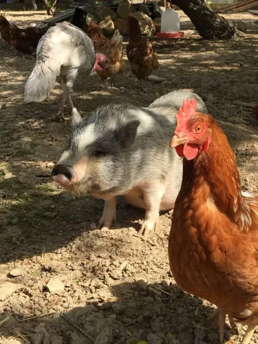 Estou doando esses animais da minha fazenda