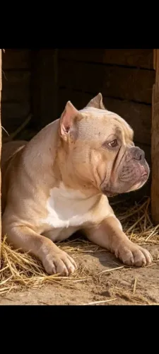 Fêmea adulta Exotic Bully - Microchip + Pedigree 