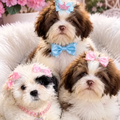Lhasa apso em até 18x no cartão