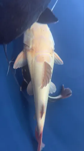 Vendo Pirarara Leucistica +50cm