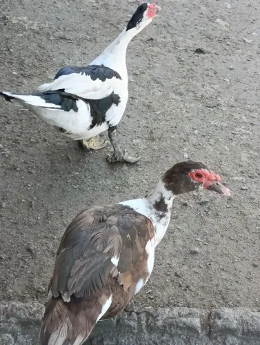 Patos 