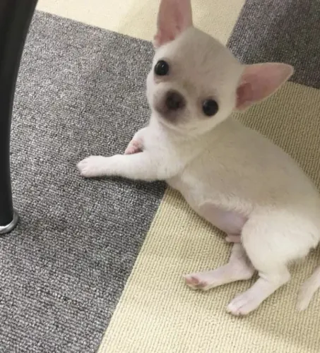 Chihuahua filhotes machos para reserva