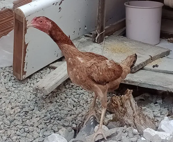 Galinha indiana