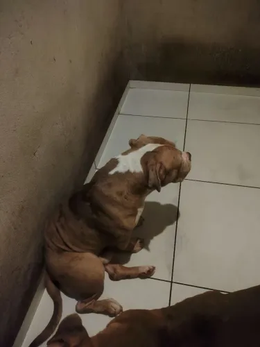 Doação American Bully 
