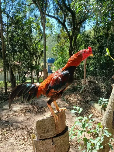 Terno de galinhas indias e galo