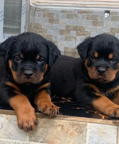 Rottweiler lindo e saudavel