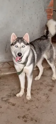 Huscky siberiano 8 meses macho valor 600 reais.