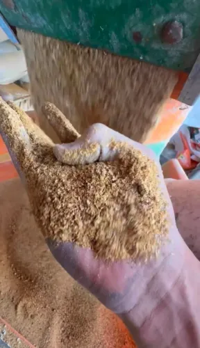 MILHO PADRÃO 1 DIRETO DA FAZENDA