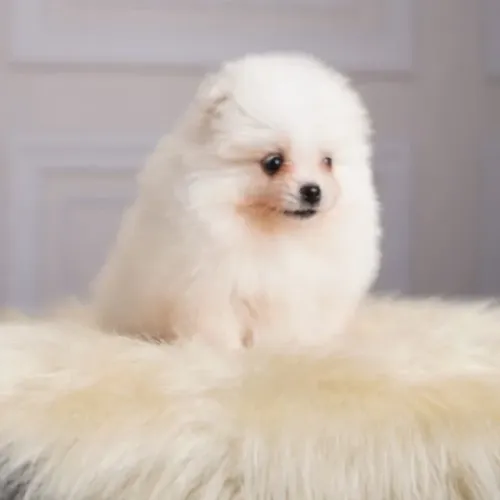 Cachorro