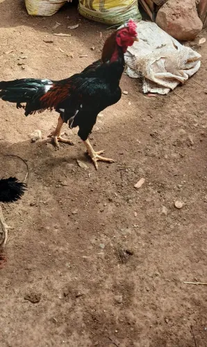 Galo caipira índio bico curto