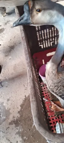 Vende-se um ganso adulto, macho