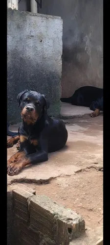 Rottweiler