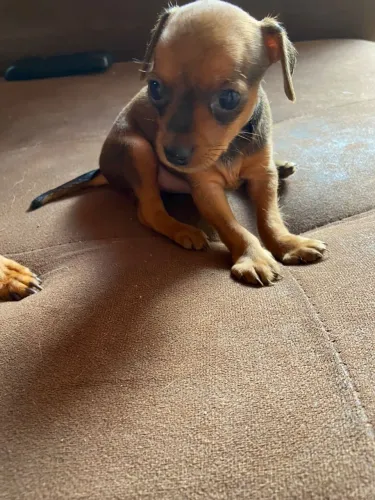 Filhoste pinscher leia com atenção