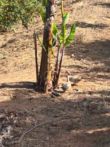 Venda de patos ? 180 reais casal e 100 a unidade