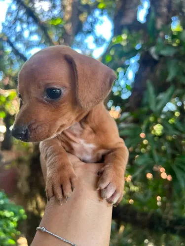 Dachshund SALSICHA macho (venda)