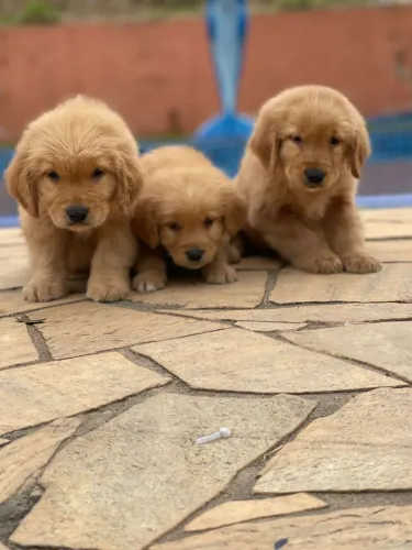 Golden Retriever - pronto para receber amor