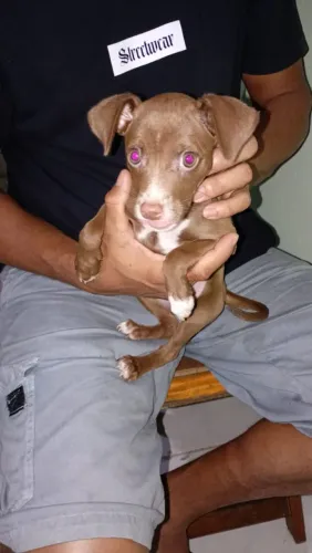 Cachorrinha pra adoção responsável, fêmea 
