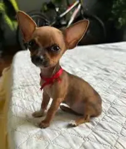 Mini pinscher fêmea 00 disponível, 2 meses!