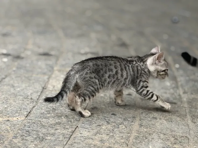 Gatinho Bengal gold e Silver