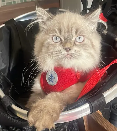 Procura-se uma namorada pro meu gatão