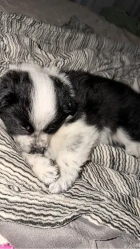 Filhote de border collie
