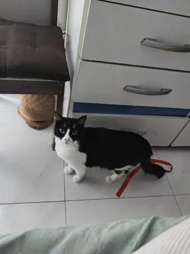 Gata Frajola Castrada para Adoção. 