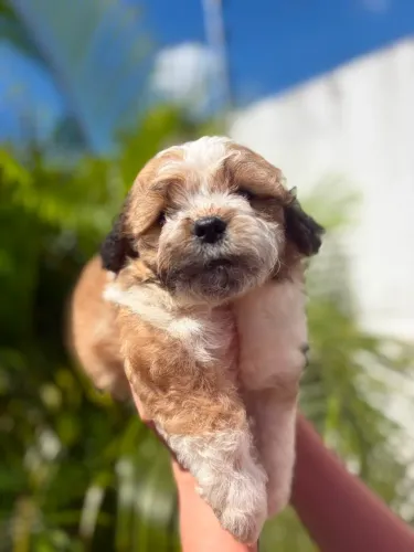 Macho de shihtzu disponível