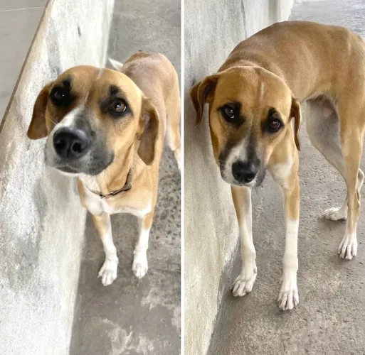 DOAÇÃO DE CACHORRA FÊMEA 